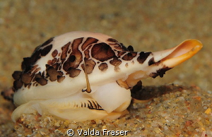 The ovulid Volva volva. by Valda Fraser 